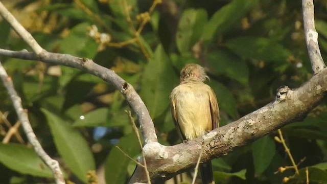 Бюльбюль таїландський - ML619922428