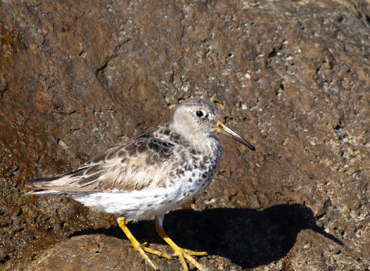 Purple Sandpiper - ML619922434