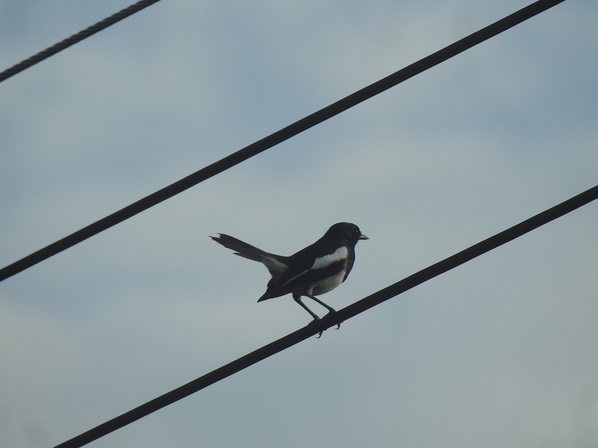 Oriental Magpie-Robin (Oriental) - ML619922442
