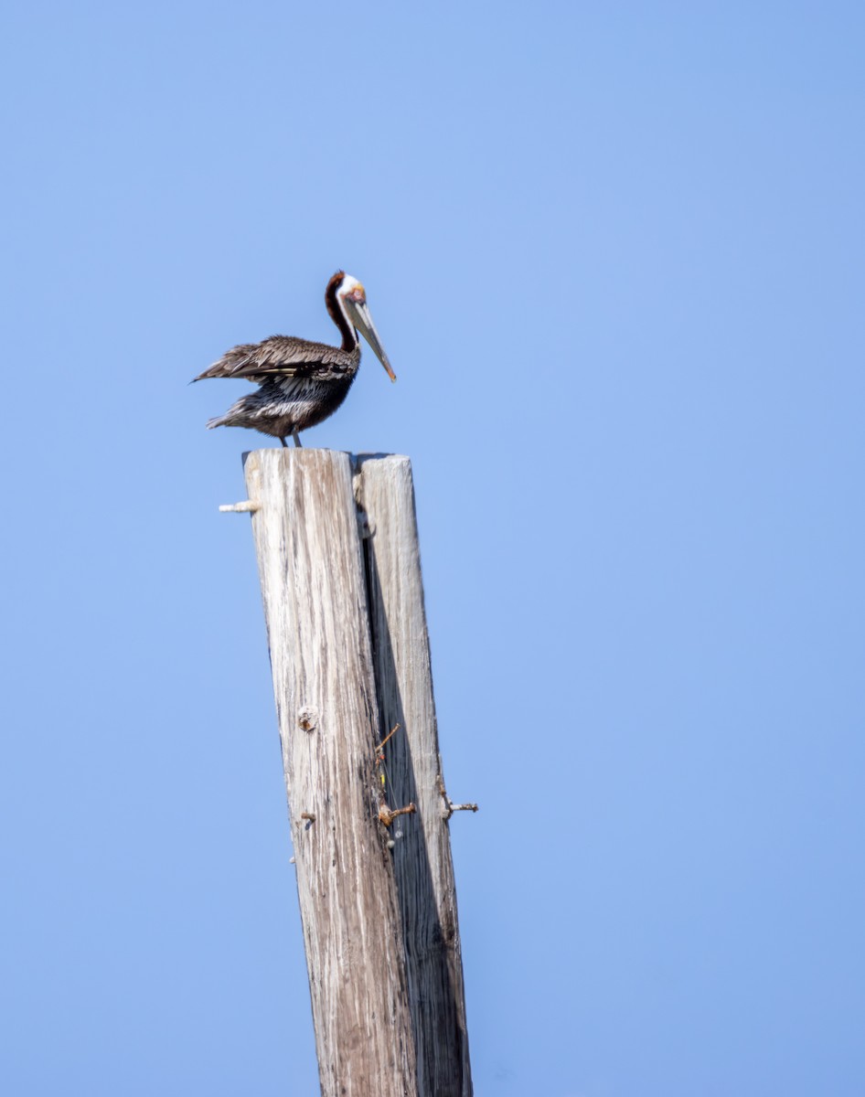 Brown Pelican - ML619922444