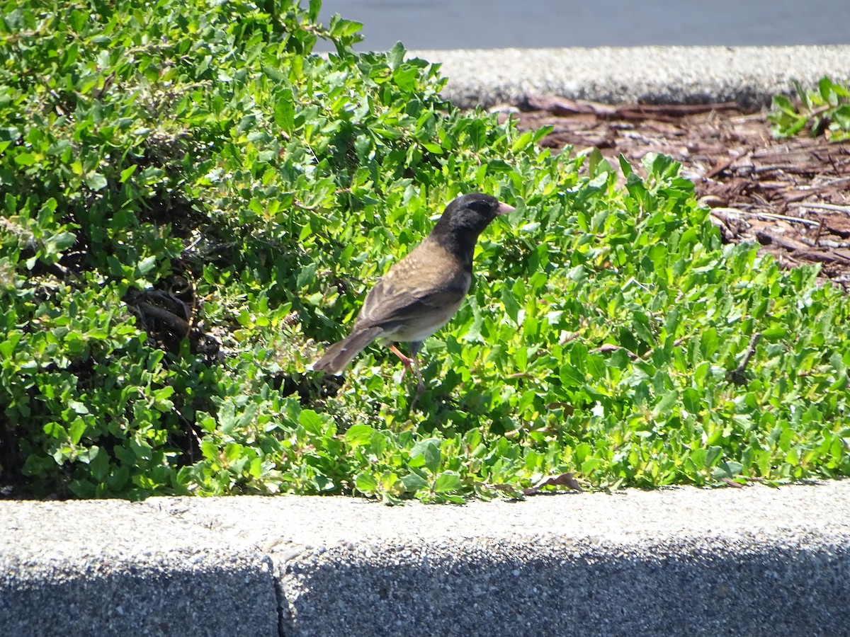 Junco Ojioscuro (grupo oreganus) - ML619922450