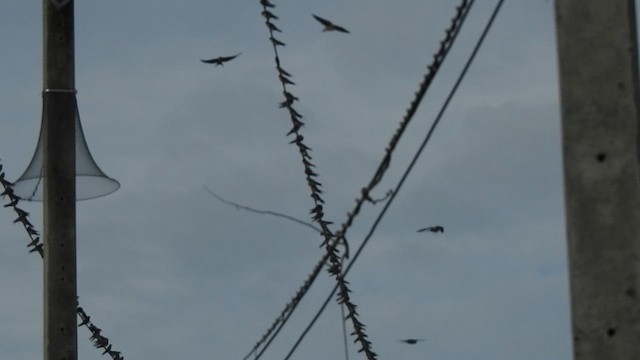 Hirondelle striolée (groupe daurica) - ML619922457