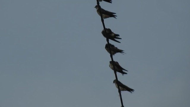 Hirondelle striolée (groupe daurica) - ML619922458