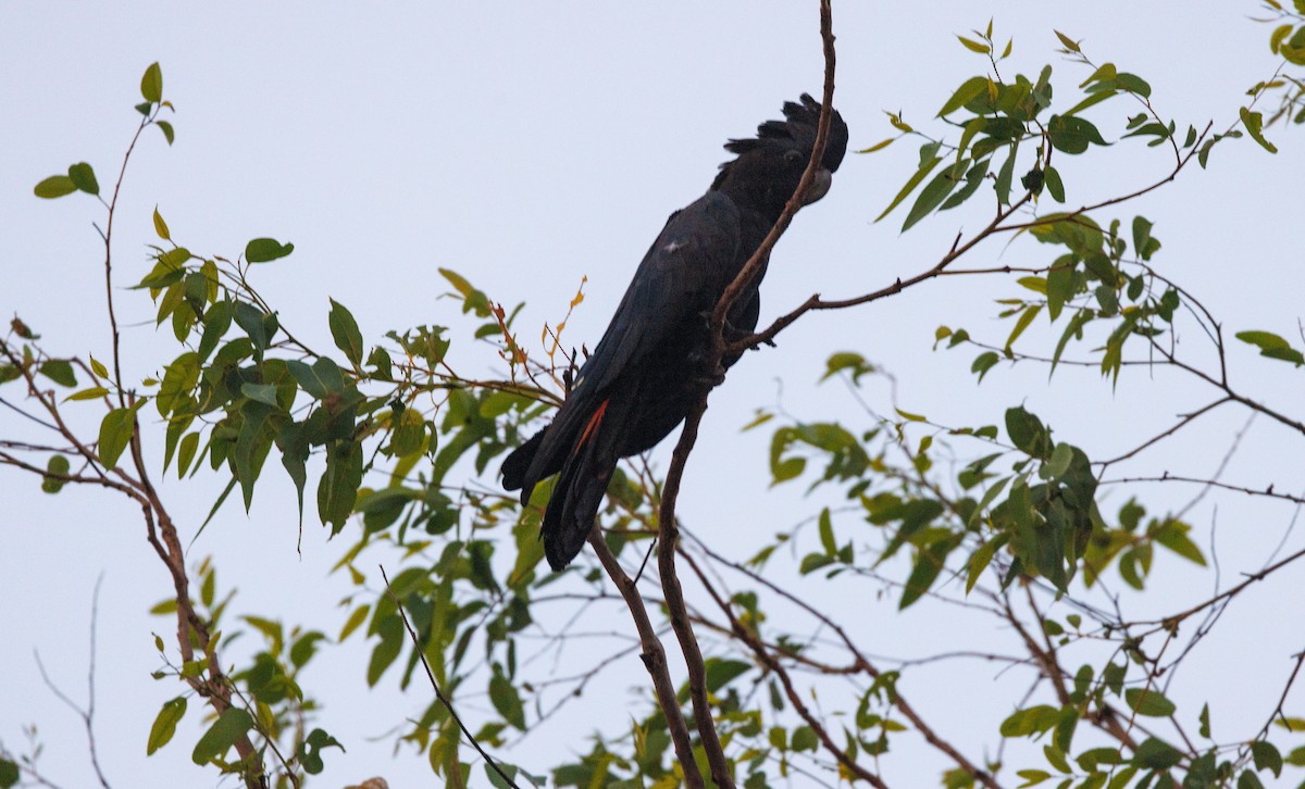 Red-tailed Black-Cockatoo - ML619922463