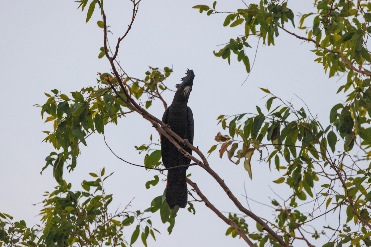 Red-tailed Black-Cockatoo - ML619922464