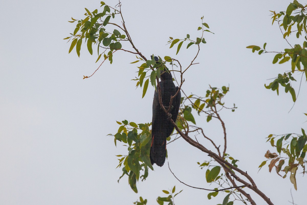 Red-tailed Black-Cockatoo - ML619922465