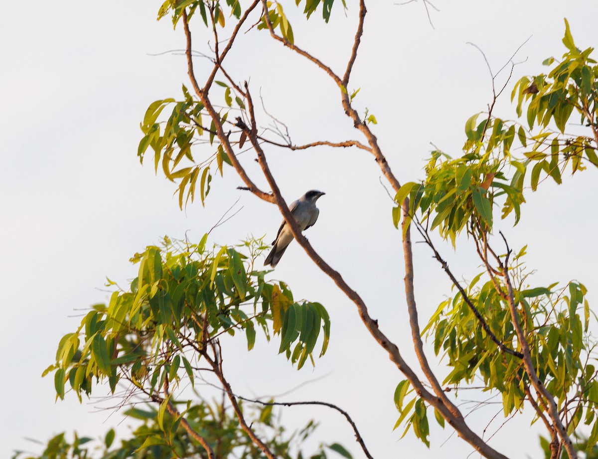 White-bellied Cuckooshrike - ML619922474