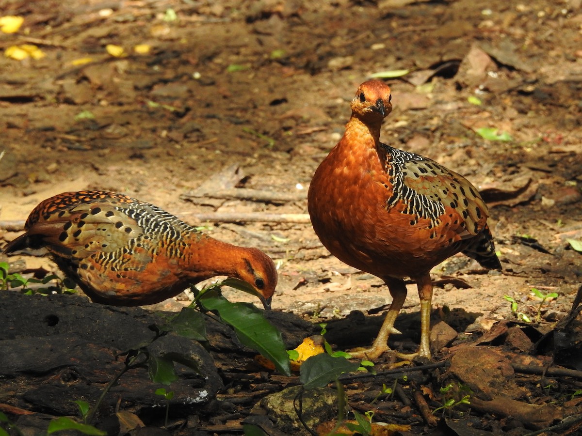 Ferruginous Partridge - ML619922485