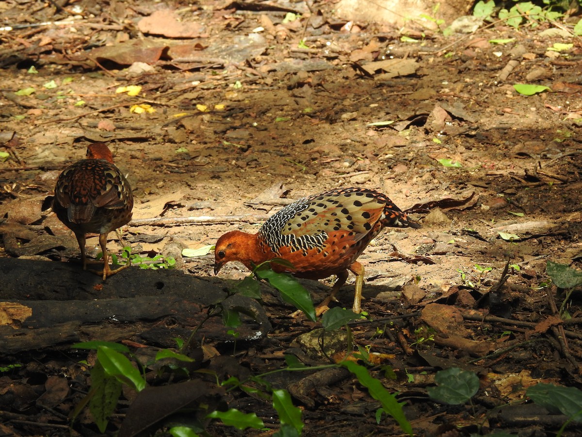 Ferruginous Partridge - ML619922487