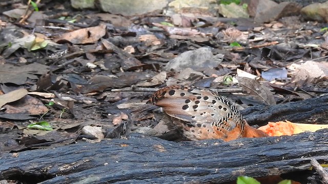 Ferruginous Partridge - ML619922490