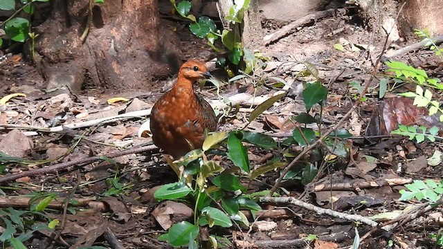 Ferruginous Partridge - ML619922491