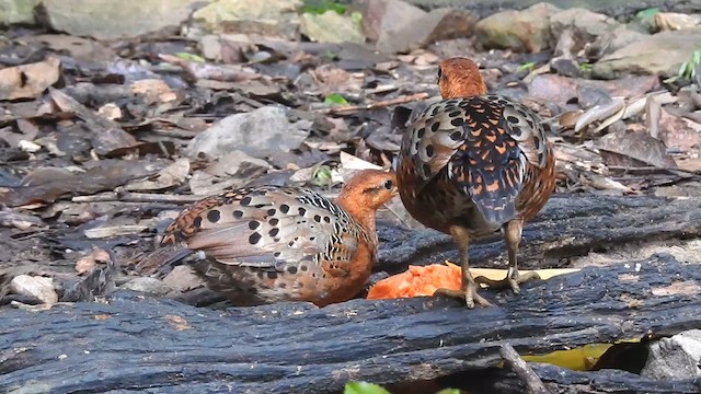 Ferruginous Partridge - ML619922492