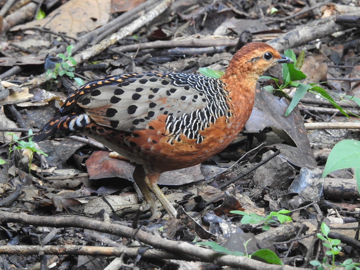 Ferruginous Partridge - ML619922496