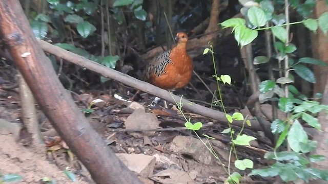 Ferruginous Partridge - ML619922502