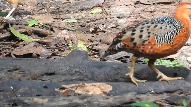 Ferruginous Partridge - ML619922503