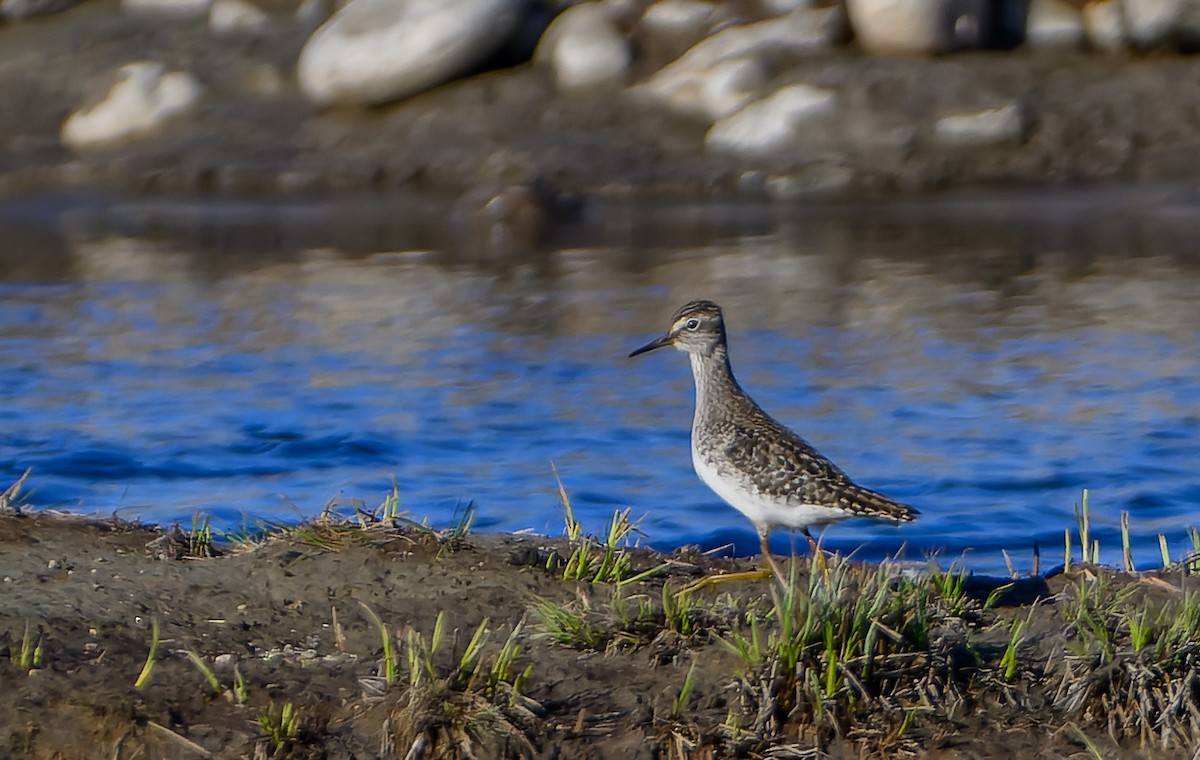 Wood Sandpiper - ML619922504