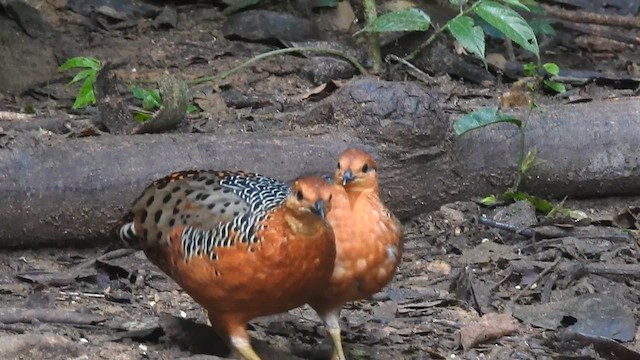 Ferruginous Partridge - ML619922513