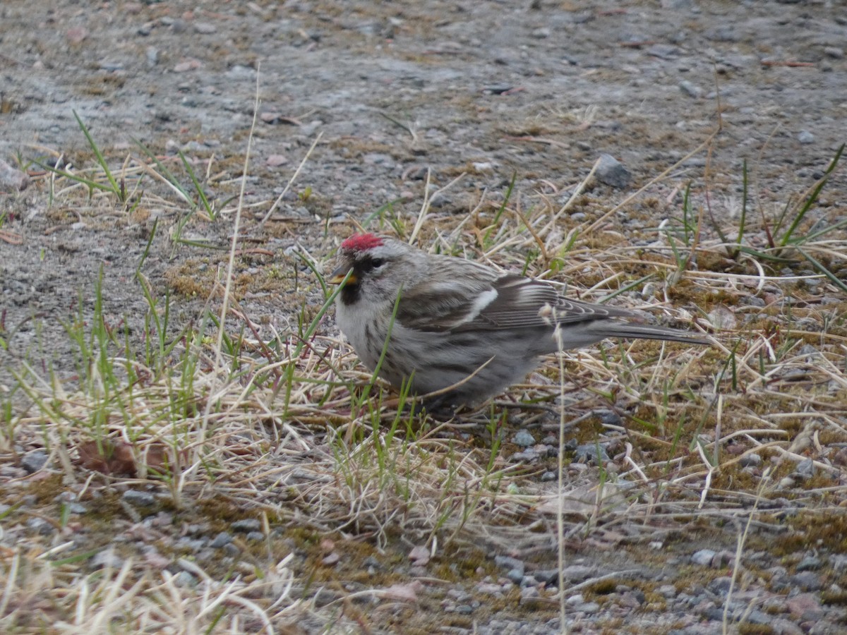 Common Redpoll - ML619922517