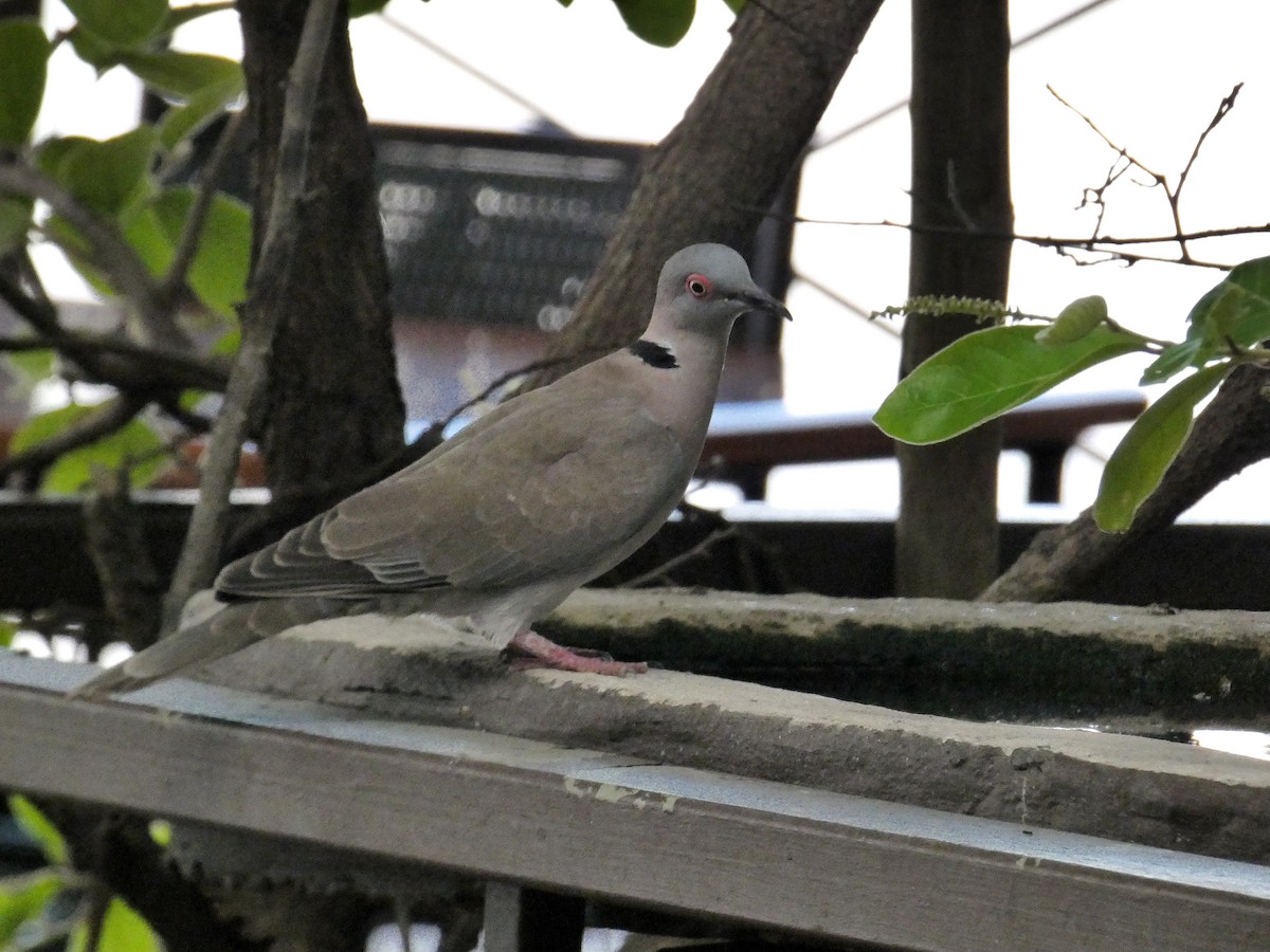 Mourning Collared-Dove - ML619922520