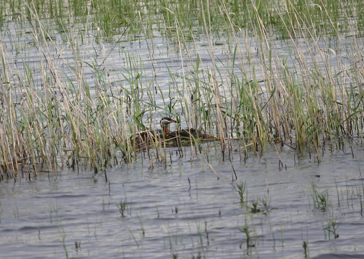 Red-necked Grebe - ML619922531