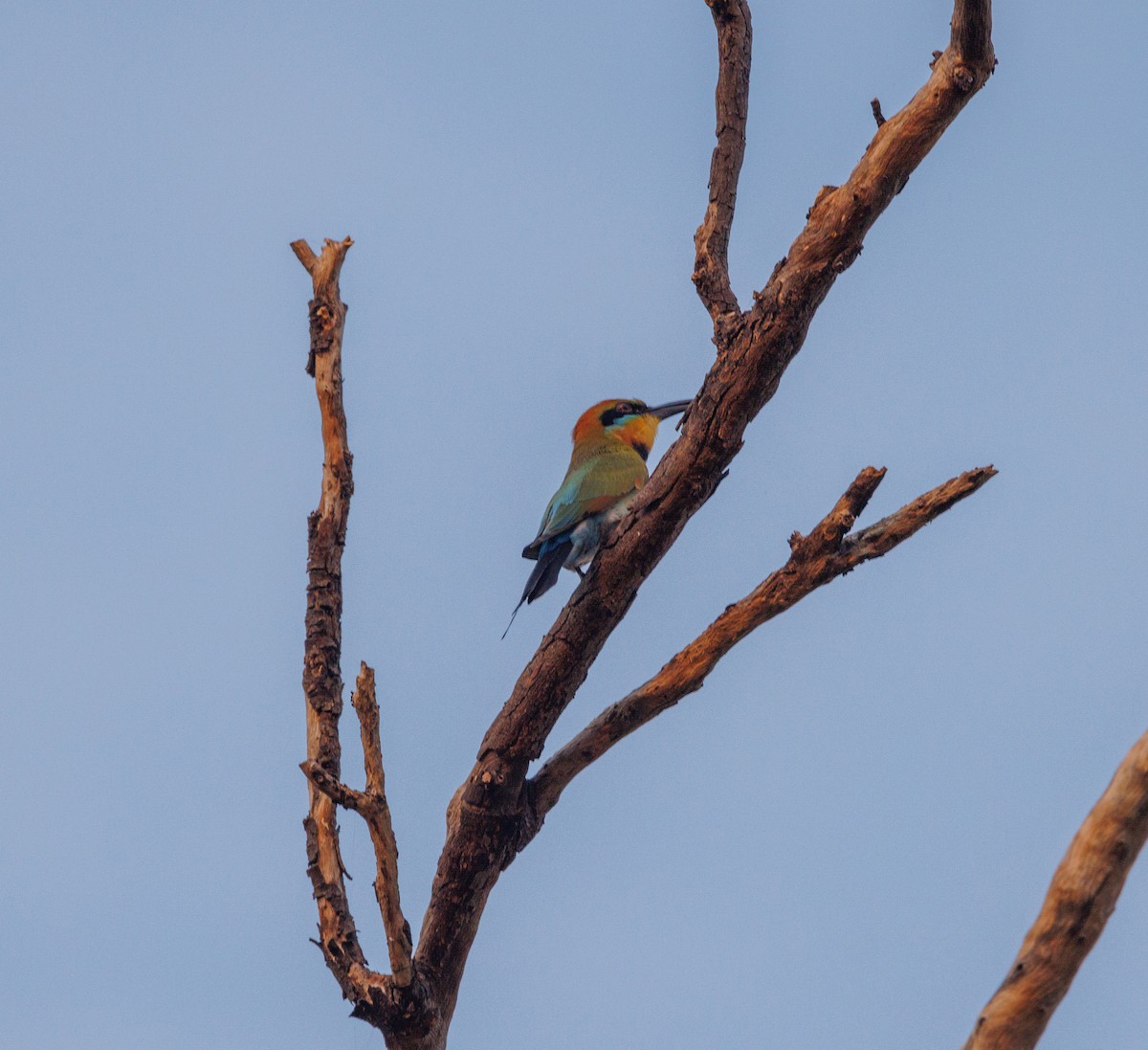 Rainbow Bee-eater - ML619922533