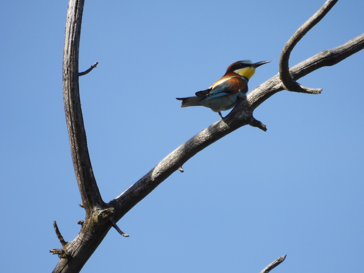 European Bee-eater - ML619922546