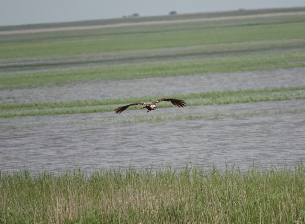 Western Marsh Harrier - ML619922555