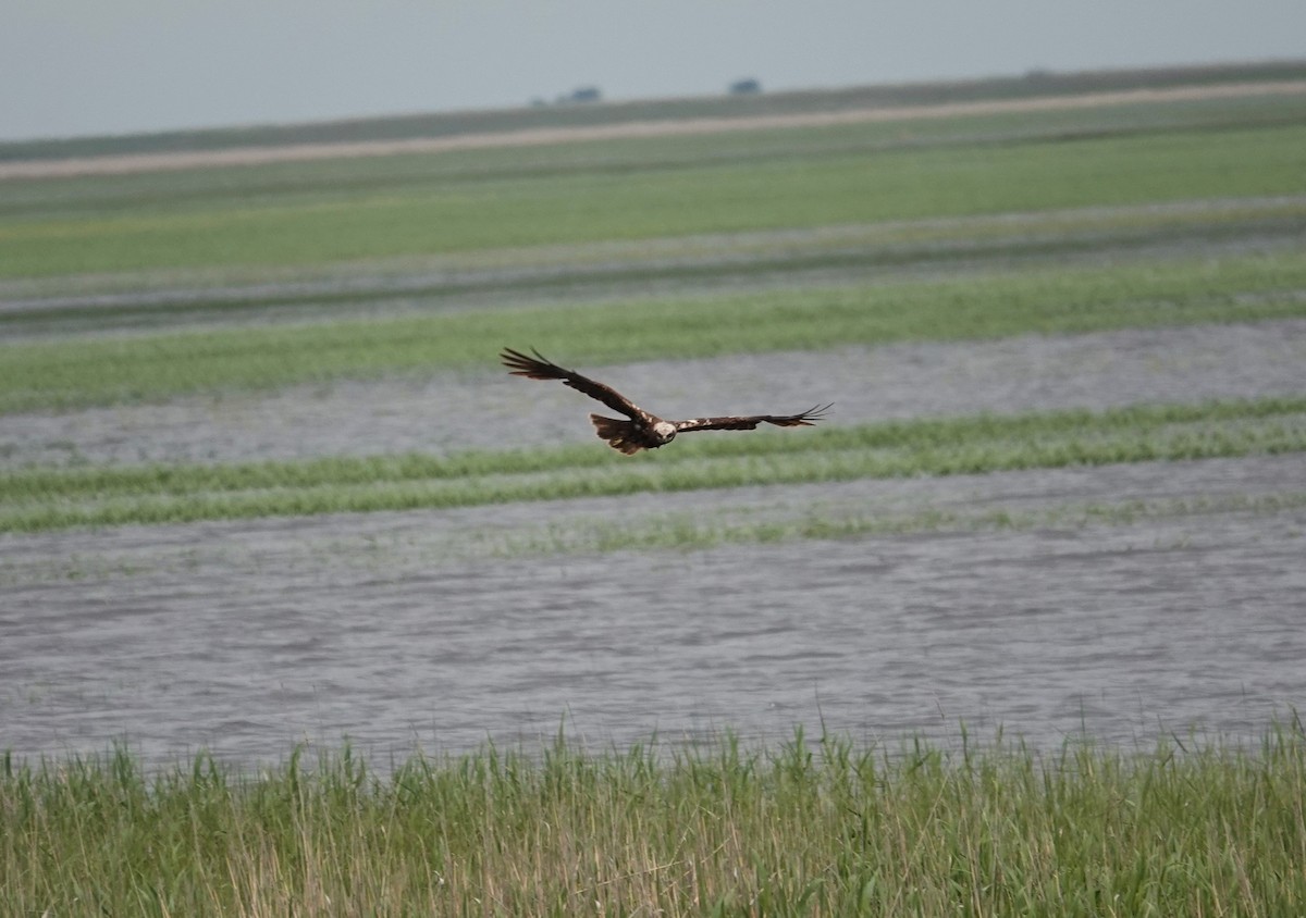 Western Marsh Harrier - ML619922556