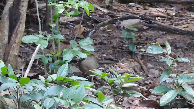 Bar-backed Partridge - ML619922557