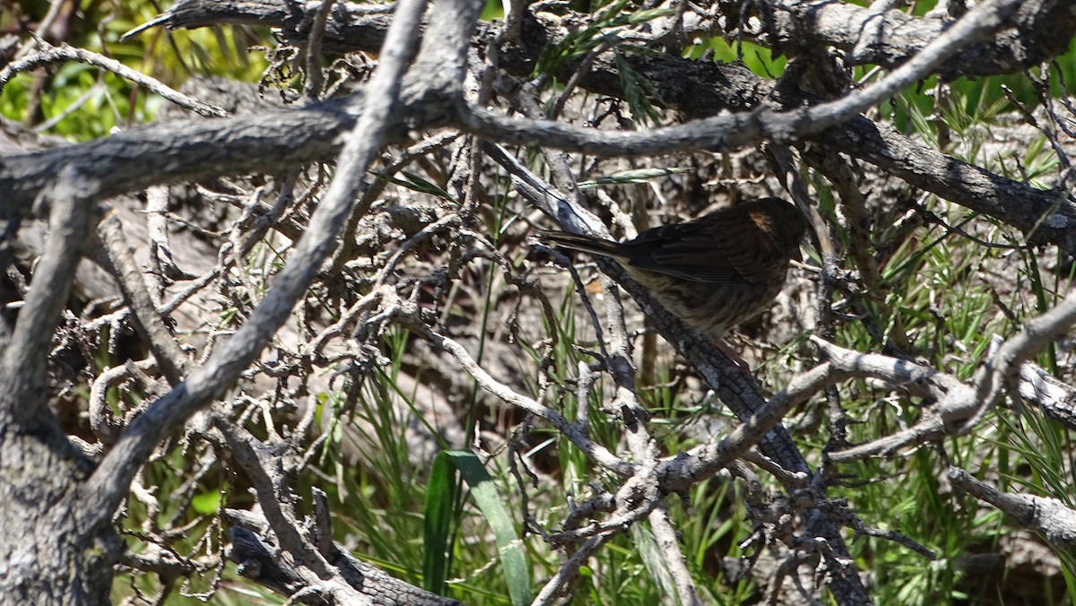 Song Sparrow - ML619922558