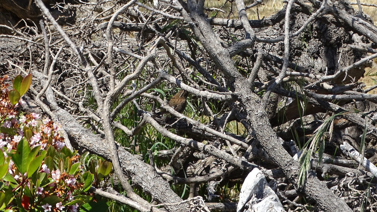 Song Sparrow - ML619922559