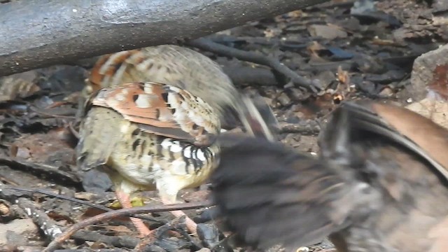 Bar-backed Partridge - ML619922560