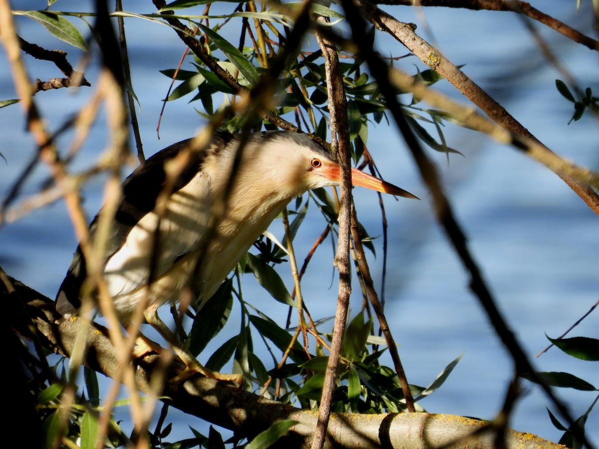 Little Bittern - ML619922581