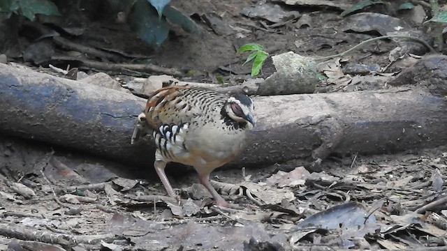 Bar-backed Partridge - ML619922582