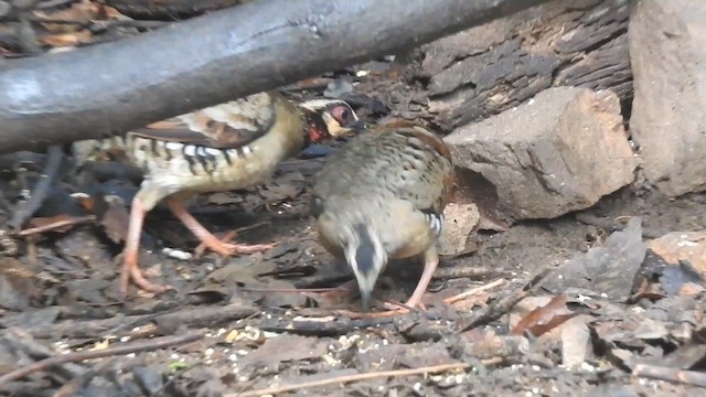 Bar-backed Partridge - ML619922583