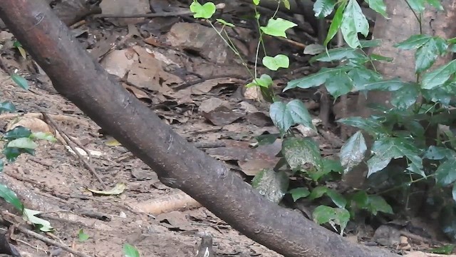 Bar-backed Partridge - ML619922585