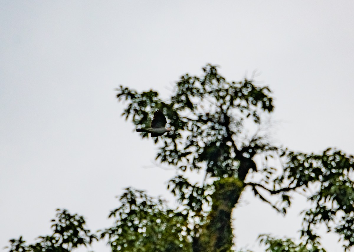 holub světlebřichý - ML619922609