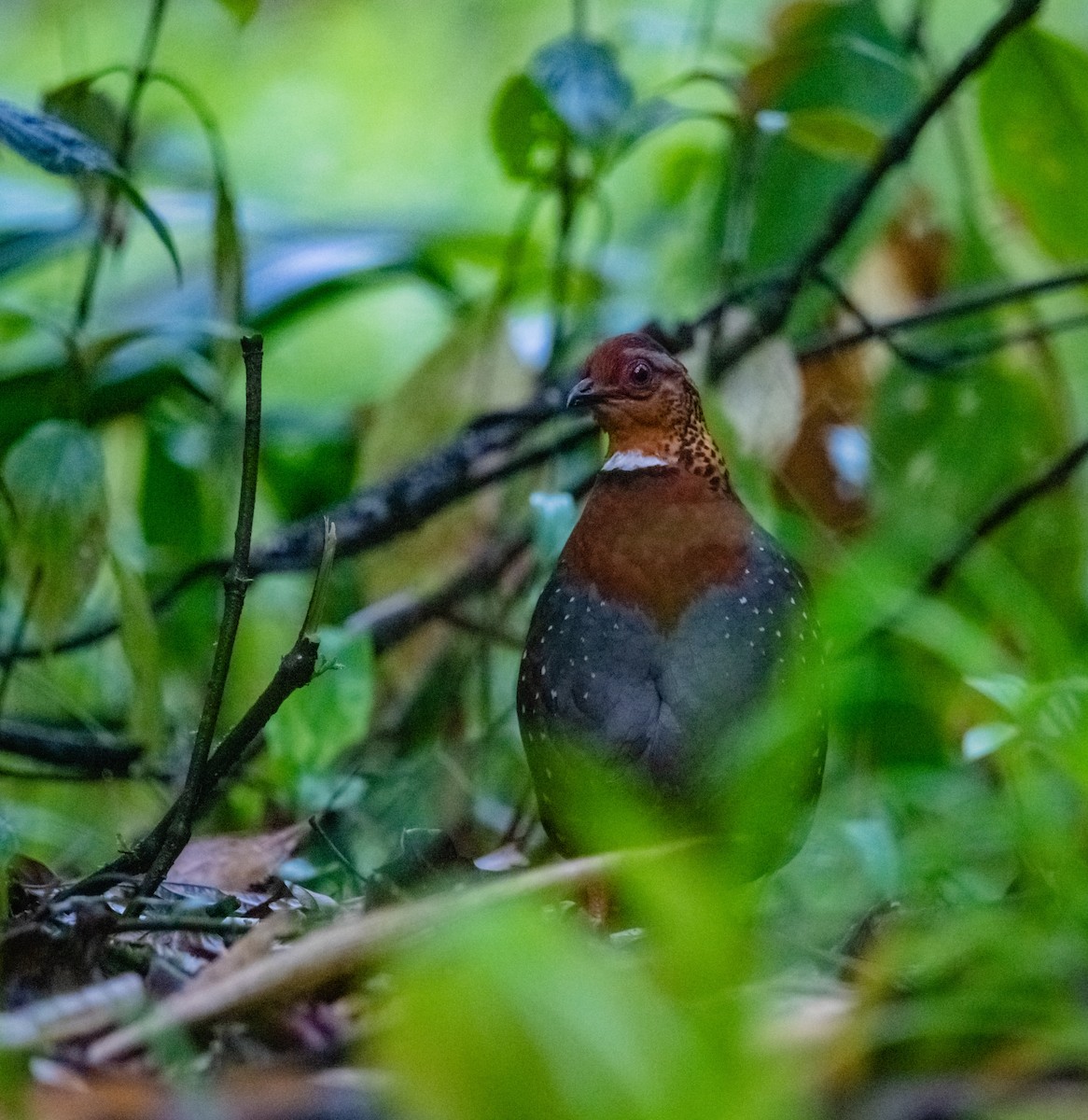 Chestnut-breasted Partridge - ML619922617