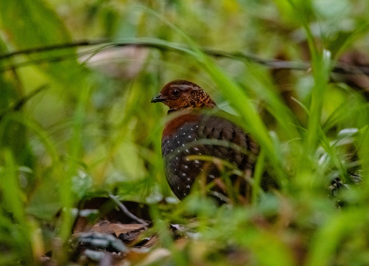 Chestnut-breasted Partridge - ML619922618