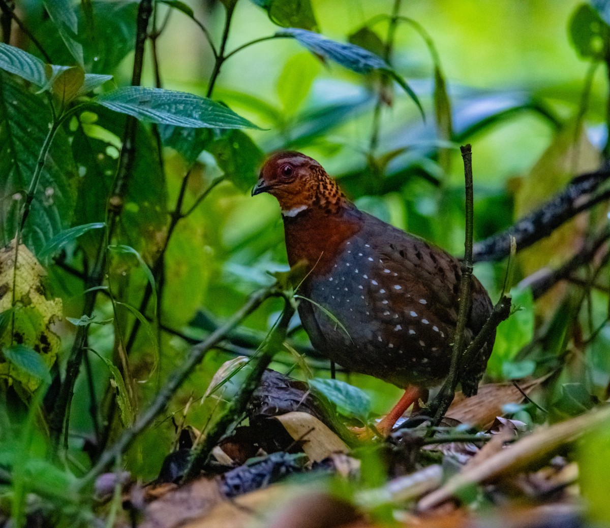 Chestnut-breasted Partridge - ML619922622