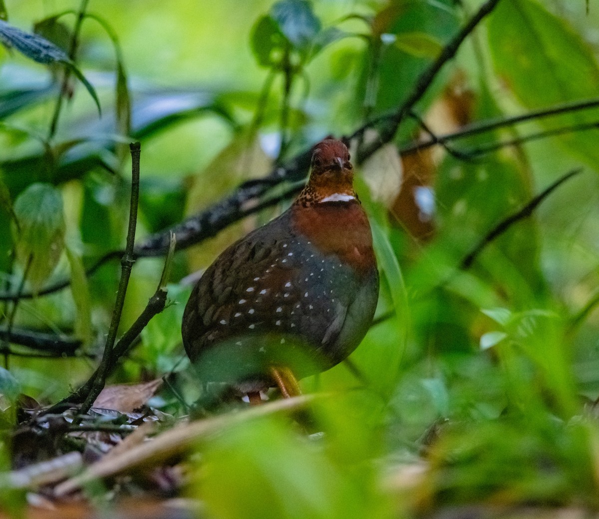 Chestnut-breasted Partridge - ML619922623