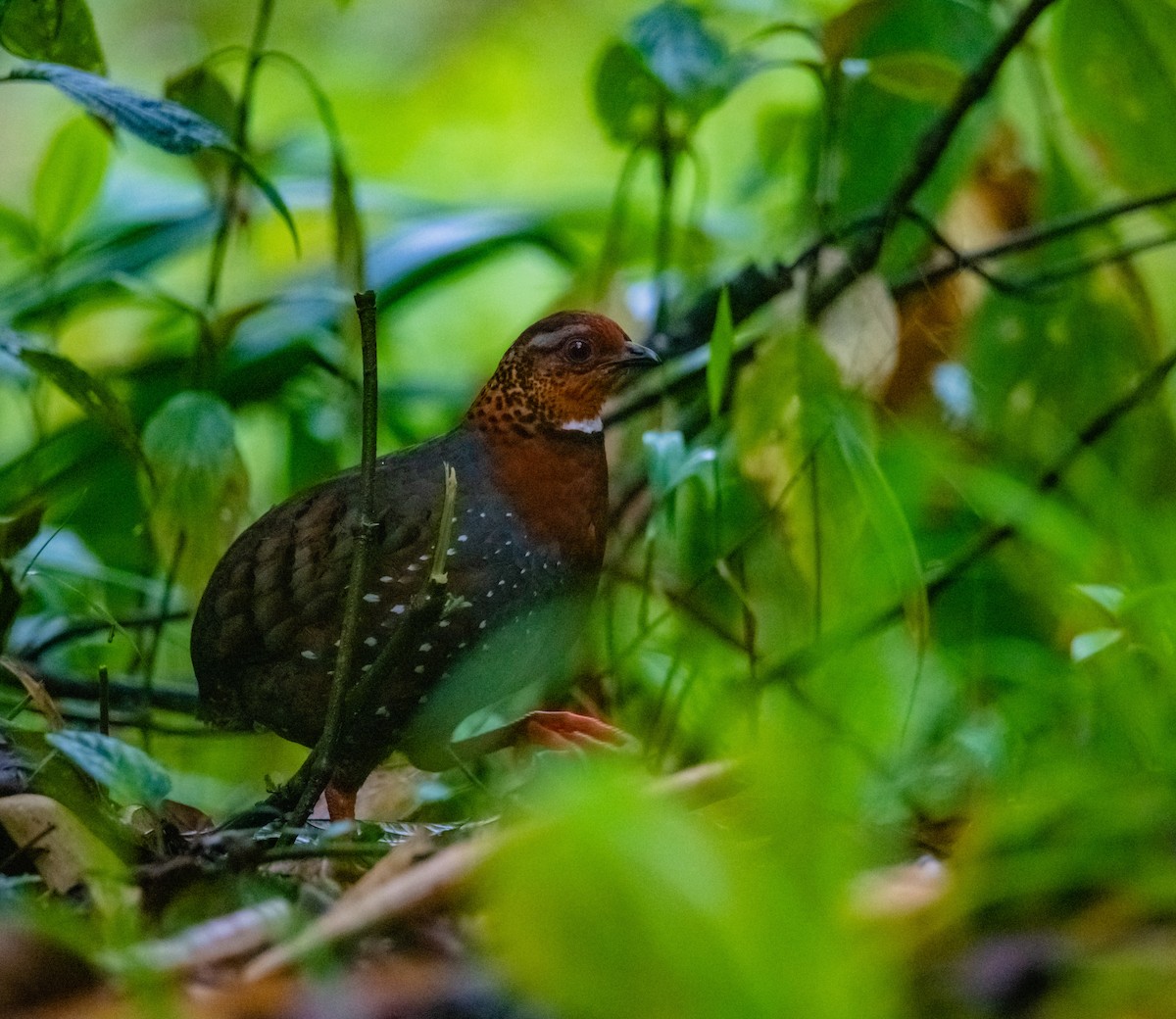 Chestnut-breasted Partridge - ML619922624