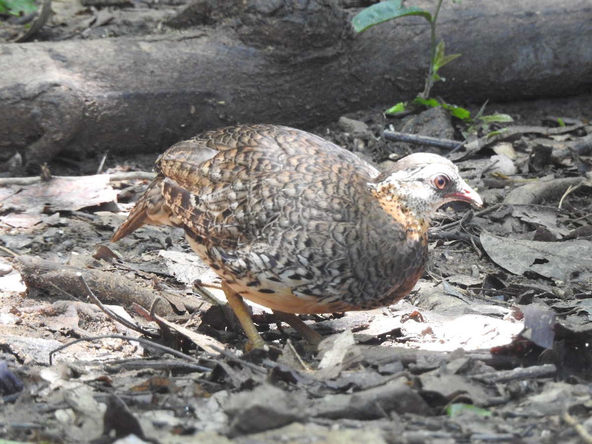 Scaly-breasted Partridge - ML619922635