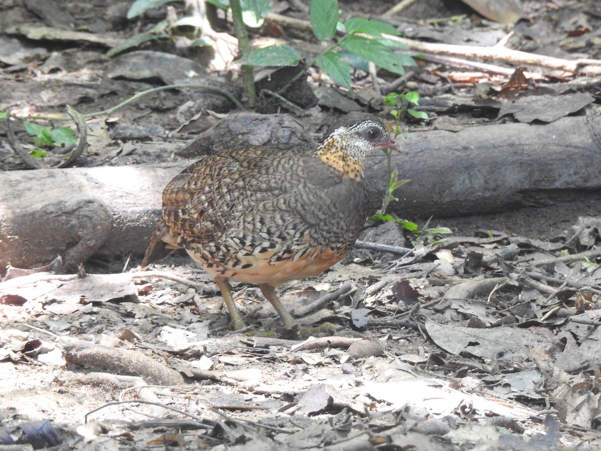Scaly-breasted Partridge - ML619922636