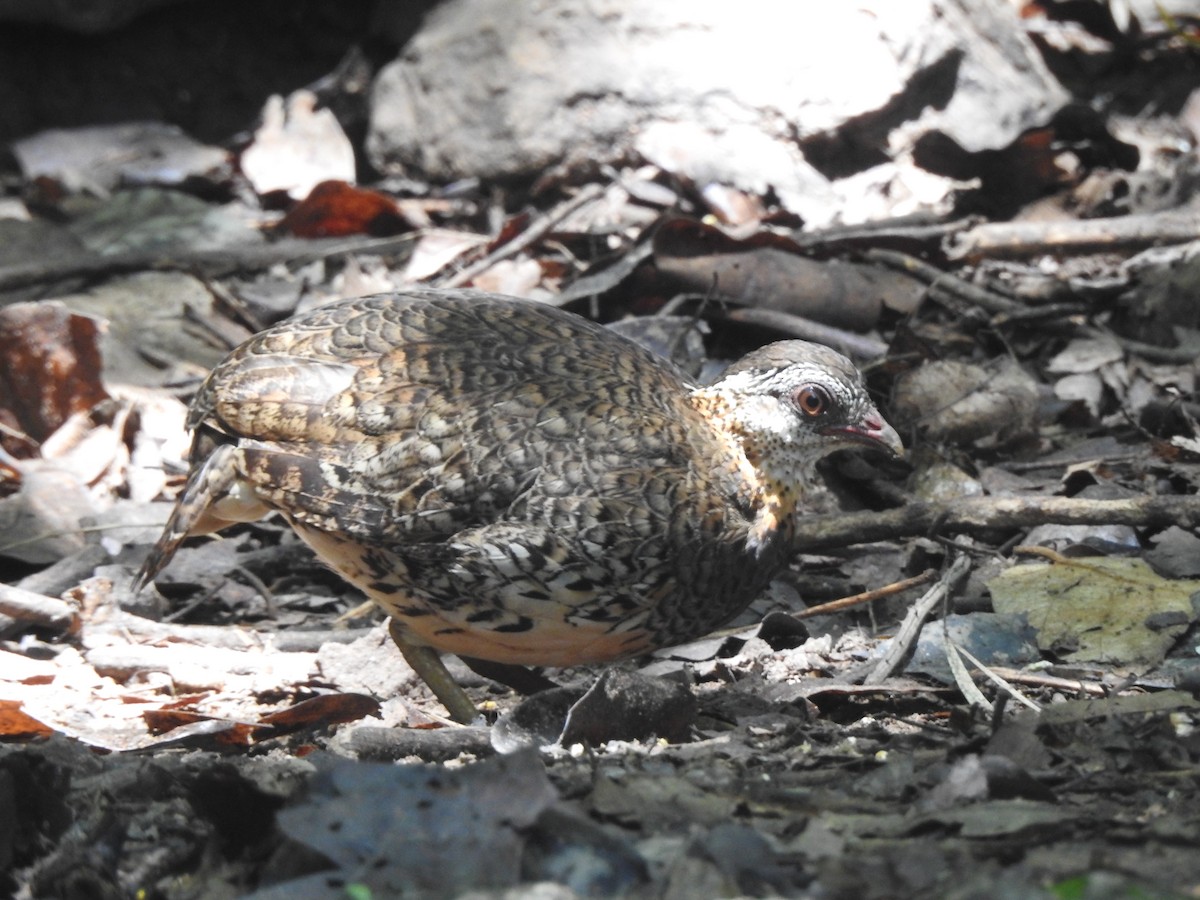 Scaly-breasted Partridge - ML619922637