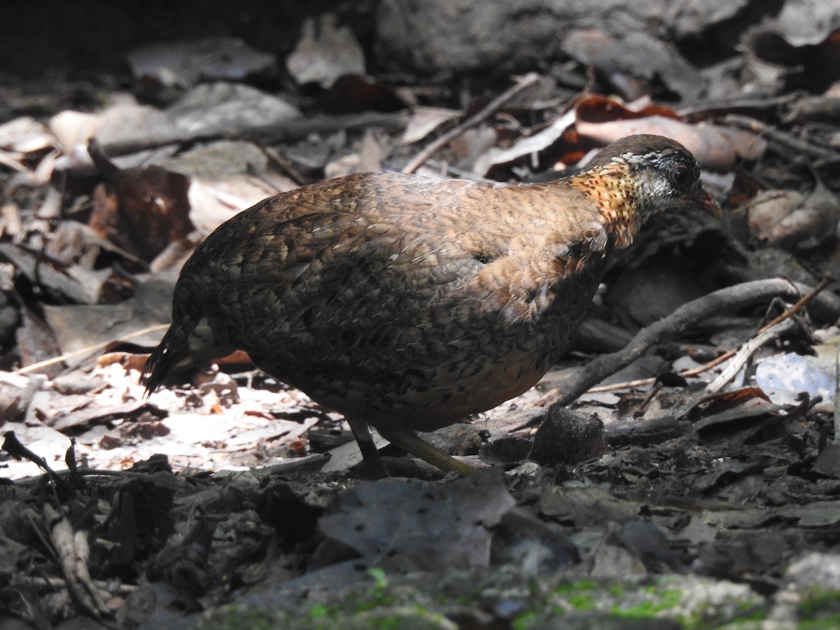 Scaly-breasted Partridge - ML619922639