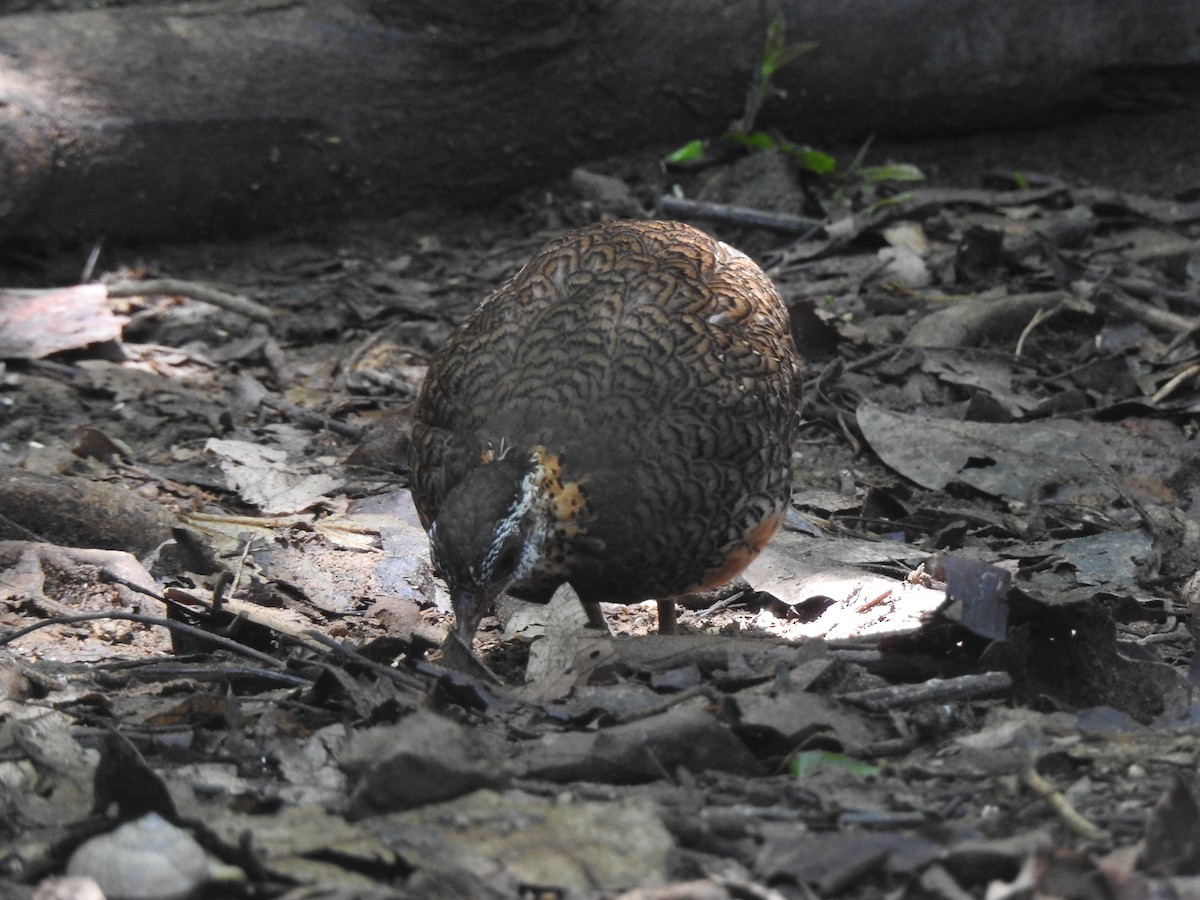 Scaly-breasted Partridge - ML619922640