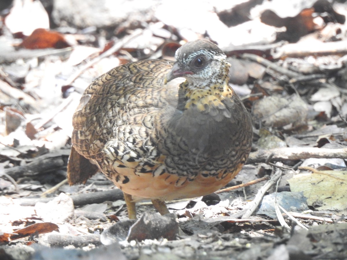 Scaly-breasted Partridge - ML619922642