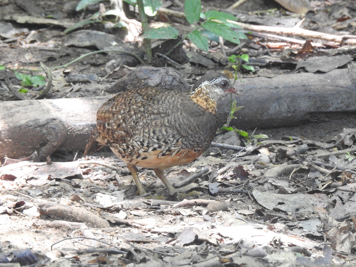 Scaly-breasted Partridge - ML619922643