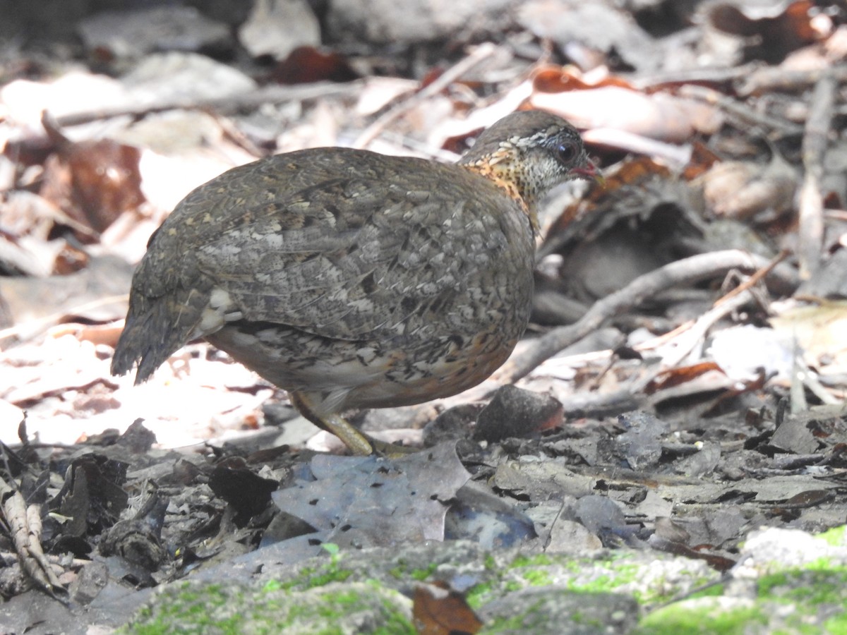 Scaly-breasted Partridge - ML619922646